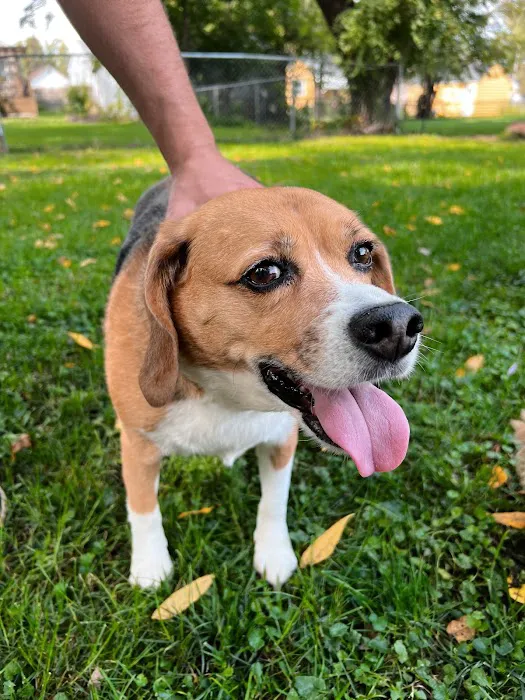 BluePearl Pet Hospital Picture 2