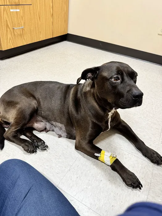 BluePearl Pet Hospital Picture 3