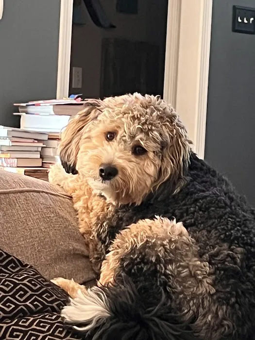 BluePearl Pet Hospital Picture 4