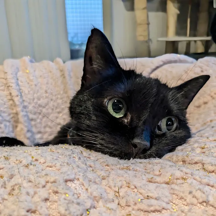 BluePearl Pet Hospital Picture 7