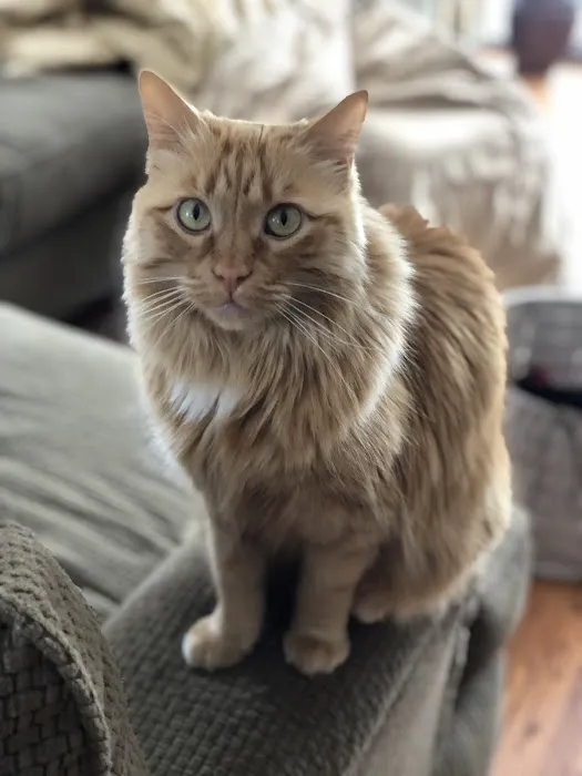 BluePearl Pet Hospital Picture 5