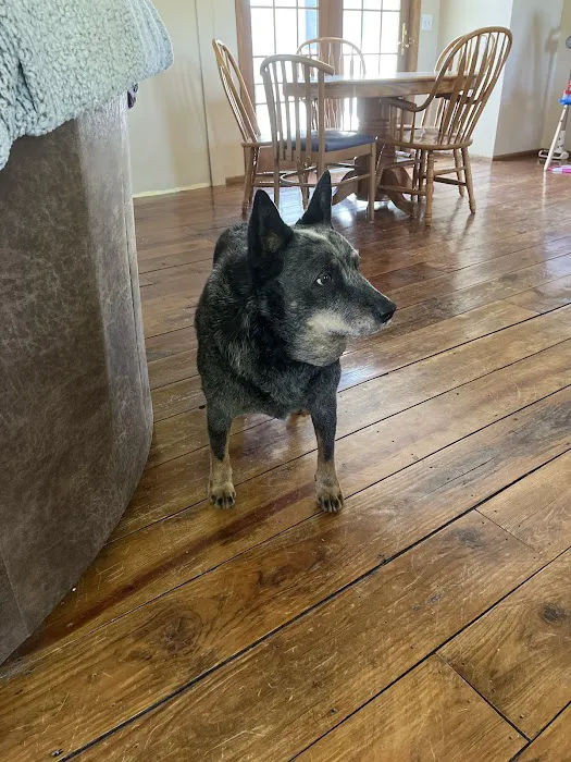 BluePearl Pet Hospital Picture 6