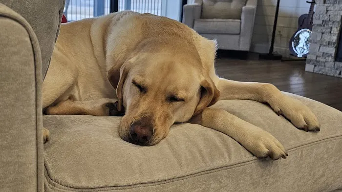 BluePearl Pet Hospital Picture 8