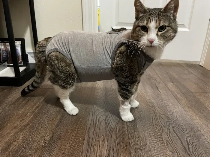 BluePearl Pet Hospital Picture 10