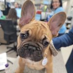 Northwest Veterinary Hospital