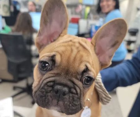 Northwest Veterinary Hospital