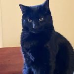 Hickman Road Veterinary Clinic