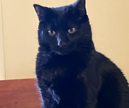 Hickman Road Veterinary Clinic