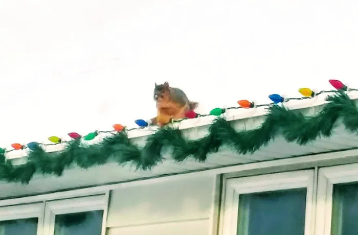 Hickman Road Veterinary Clinic Picture 5