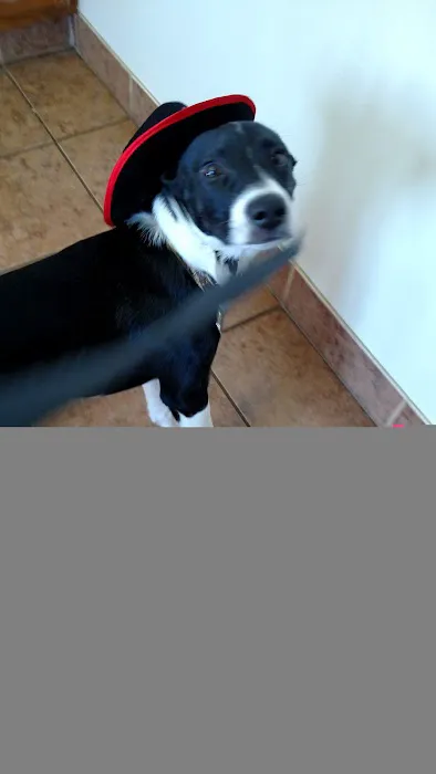 Hickman Road Veterinary Clinic Picture 4