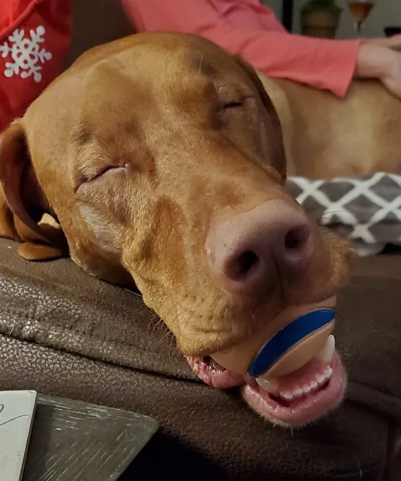 Albia Animal Clinic Picture 2