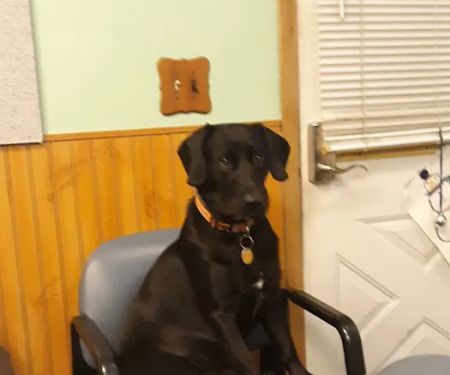 Thomas Veterinary Clinic