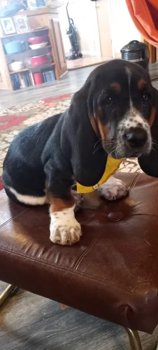 Thomas Veterinary Clinic Picture 6