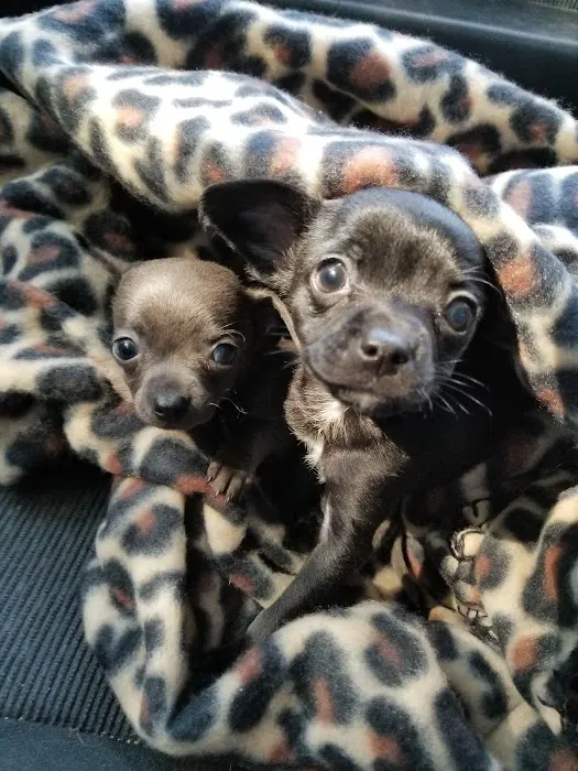 Tisch Mills Veterinary Clinic Picture 1