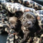 Tisch Mills Veterinary Clinic