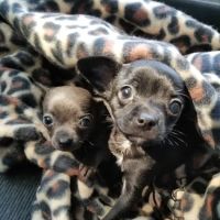 Tisch Mills Veterinary Clinic ico