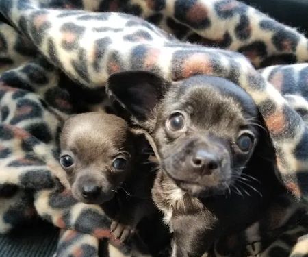 Tisch Mills Veterinary Clinic