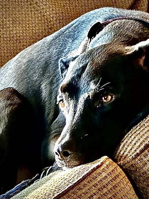 Northeast Wisconsin Veterinary Mleziva R J DVM Picture 1