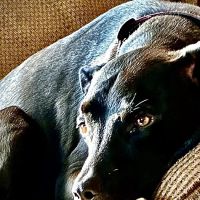 Northeast Wisconsin Veterinary Mleziva R J DVM ico