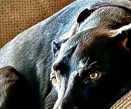 Northeast Wisconsin Veterinary Mleziva R J DVM