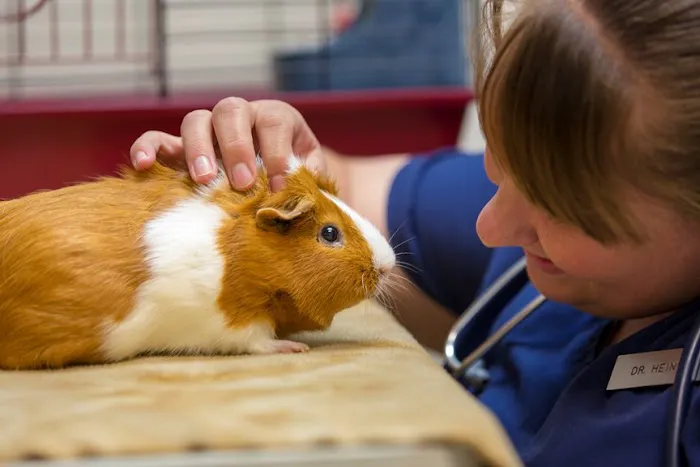 Countrycare Animal Complex Picture 1