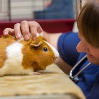 Countrycare Animal Complex ico