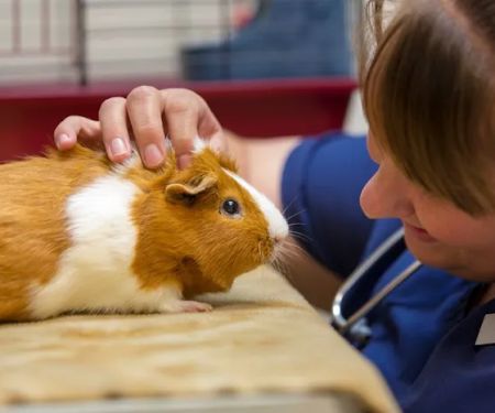 Countrycare Animal Complex