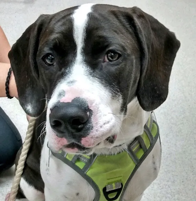 Countrycare Animal Complex Picture 3