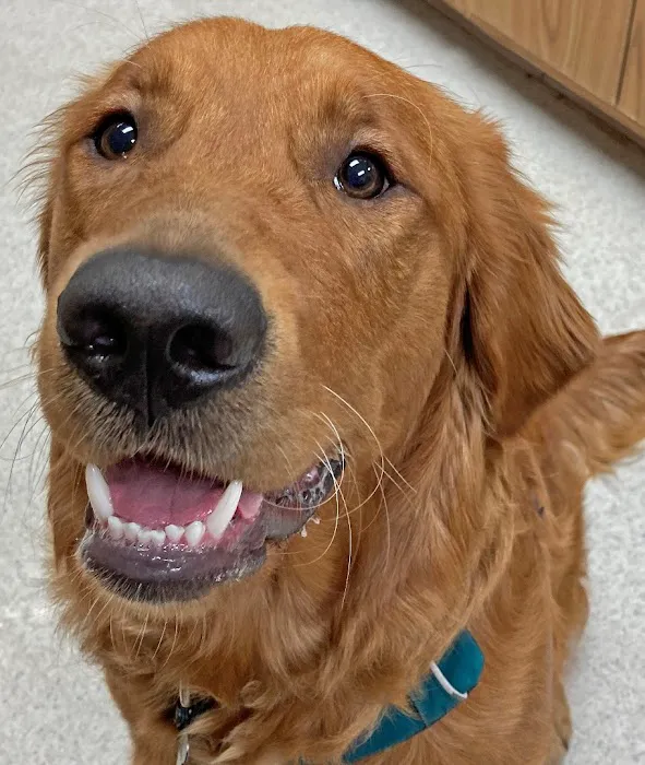 Countrycare Animal Complex Picture 4