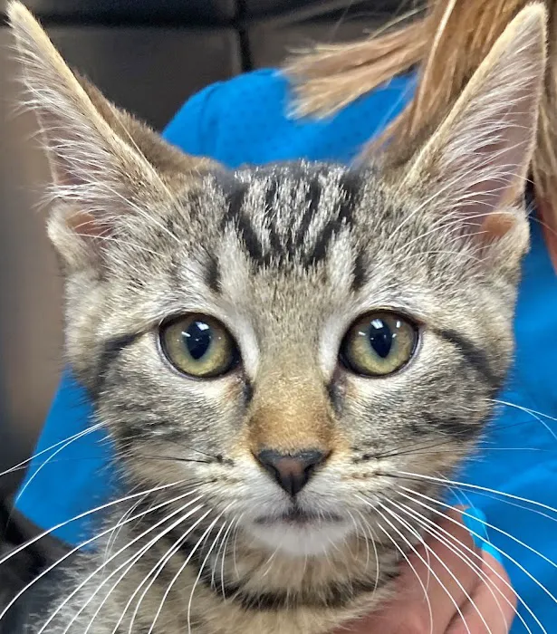 Countrycare Animal Complex Picture 6