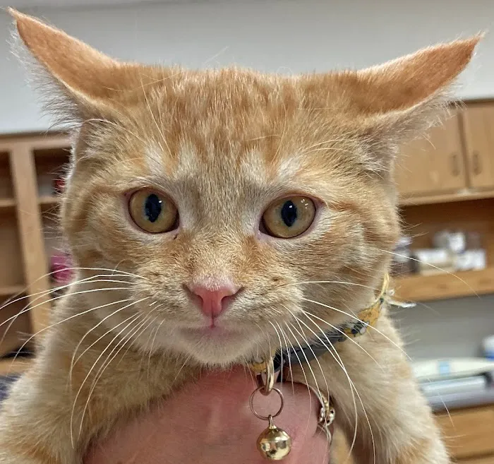 Countrycare Animal Complex Picture 5