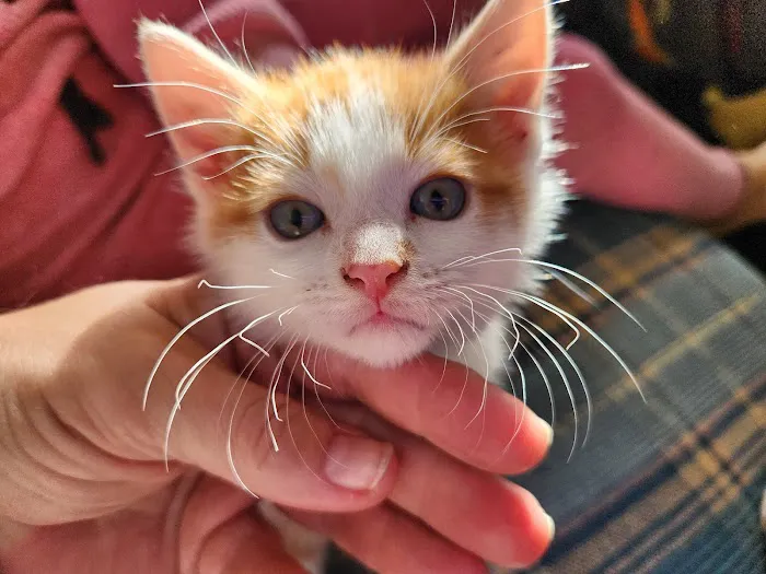 Critter Care Animal Clinic Picture 1