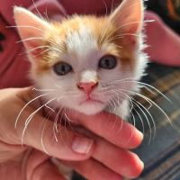 Critter Care Animal Clinic ico