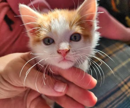 Critter Care Animal Clinic