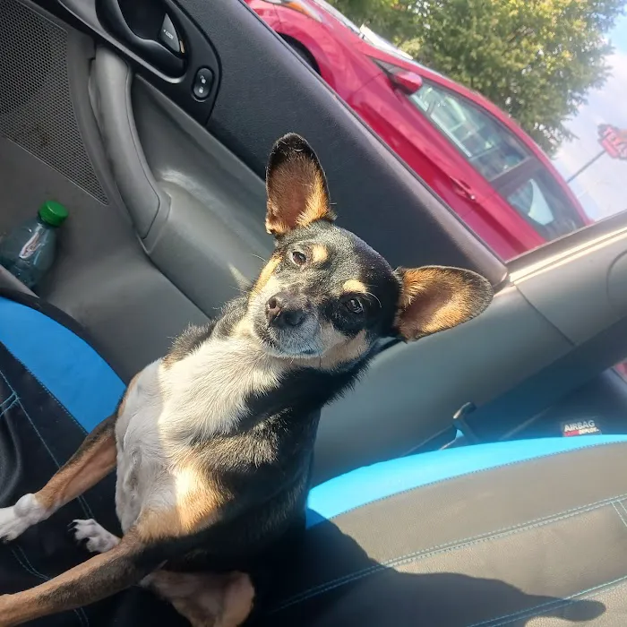 Critter Care Animal Clinic Picture 2