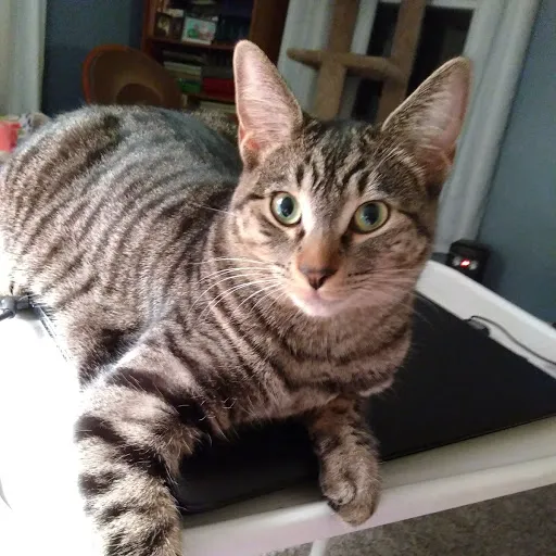 Critter Care Animal Clinic Picture 6