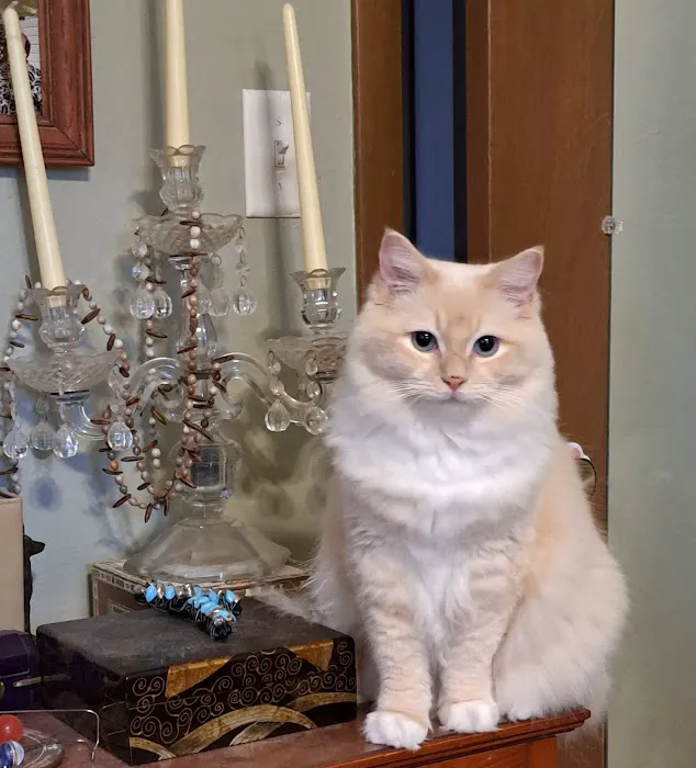 Critter Care Animal Clinic Picture 5