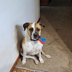 Sheboygan Animal Hospital