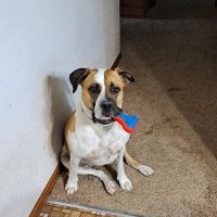 Sheboygan Animal Hospital ico