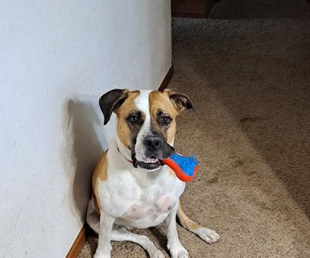 Sheboygan Animal Hospital