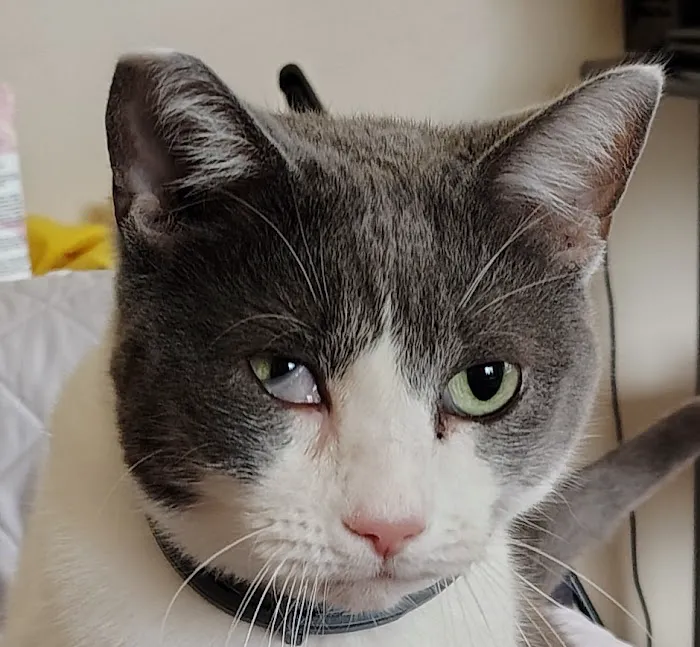 Sheboygan Animal Hospital Picture 2