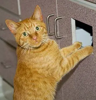 Sheboygan Animal Hospital Picture 6