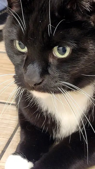 Sheboygan Animal Hospital: Van Beek Stephanie DVM Picture 1