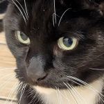 Sheboygan Animal Hospital: Van Beek Stephanie DVM