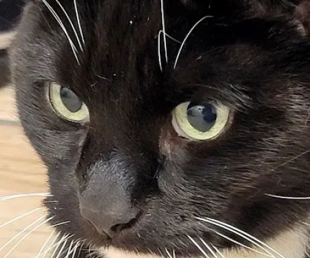 Sheboygan Animal Hospital: Van Beek Stephanie DVM