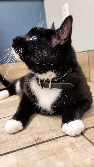 Sheboygan Animal Hospital: Van Beek Stephanie DVM Picture 2