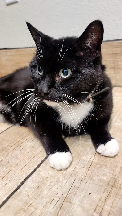 Sheboygan Animal Hospital: Van Beek Stephanie DVM Picture 4