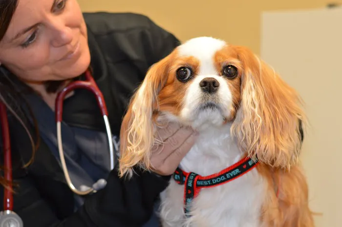 Healthy Paws of Sheboygan Picture 1