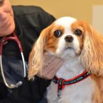 Healthy Paws of Sheboygan