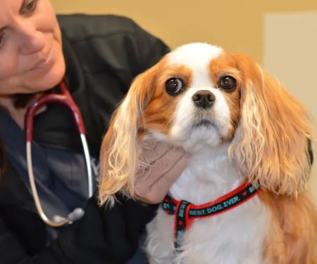 Healthy Paws of Sheboygan